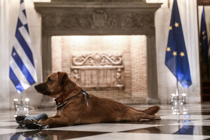 Ο Peanut «τρελαίνει» το Μέγαρο Μαξίμου με τα... παιχνίδια και τις πόζες του!