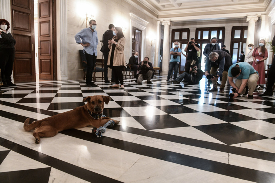 Ο Peanut «τρελαίνει» το Μέγαρο Μαξίμου με τα... παιχνίδια και τις πόζες του!