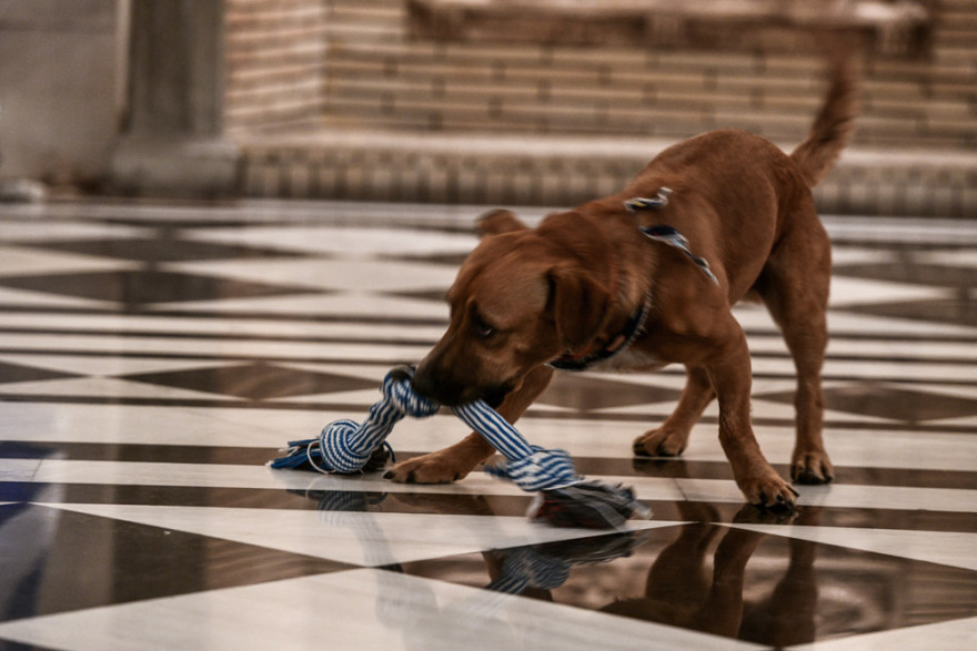 Ο Peanut «τρελαίνει» το Μέγαρο Μαξίμου με τα... παιχνίδια και τις πόζες του!