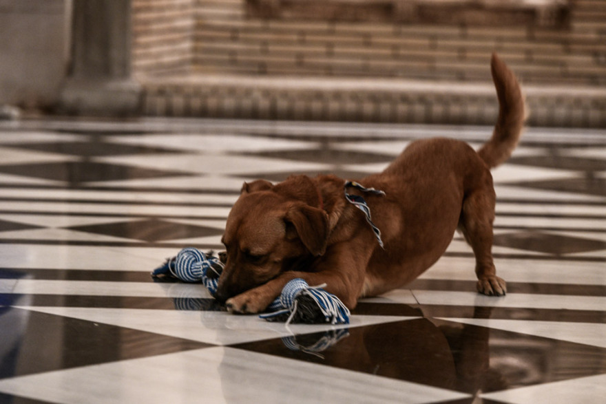 Ο Peanut «τρελαίνει» το Μέγαρο Μαξίμου με τα... παιχνίδια και τις πόζες του!