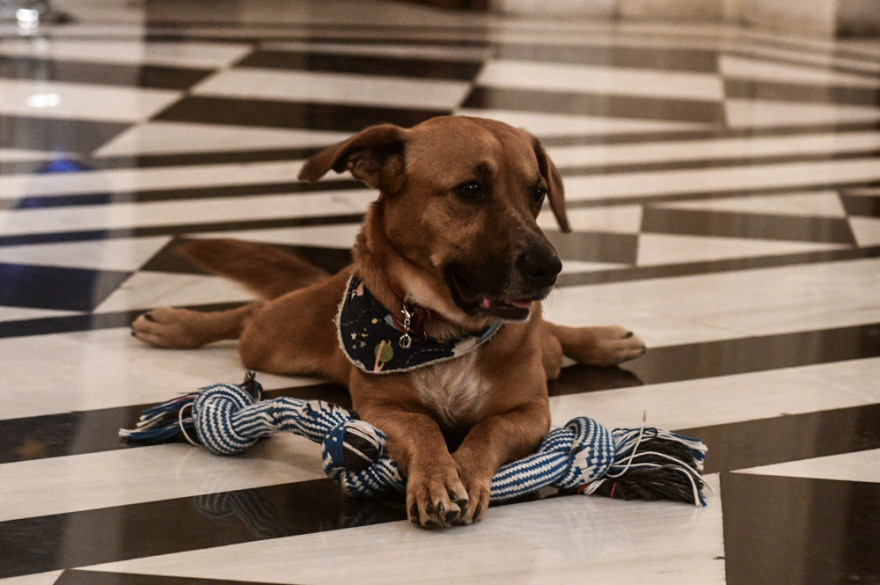 Ο Peanut «τρελαίνει» το Μέγαρο Μαξίμου με τα... παιχνίδια και τις πόζες του!