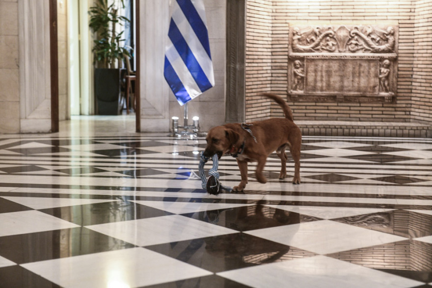 Ο Peanut «τρελαίνει» το Μέγαρο Μαξίμου με τα... παιχνίδια και τις πόζες του!