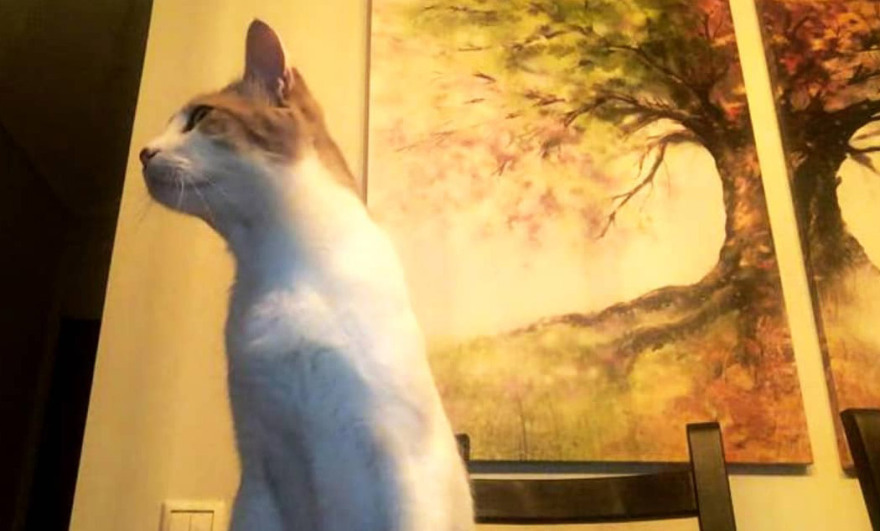 Έγκλημα στα Γλυκά Νερά: Η αδυναμία της αδικοχαμένης Καρολάιν στο σκυλάκι και τα έξι γατιά της