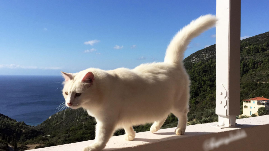 Έγκλημα στα Γλυκά Νερά: Η αδυναμία της αδικοχαμένης Καρολάιν στο σκυλάκι και τα έξι γατιά της