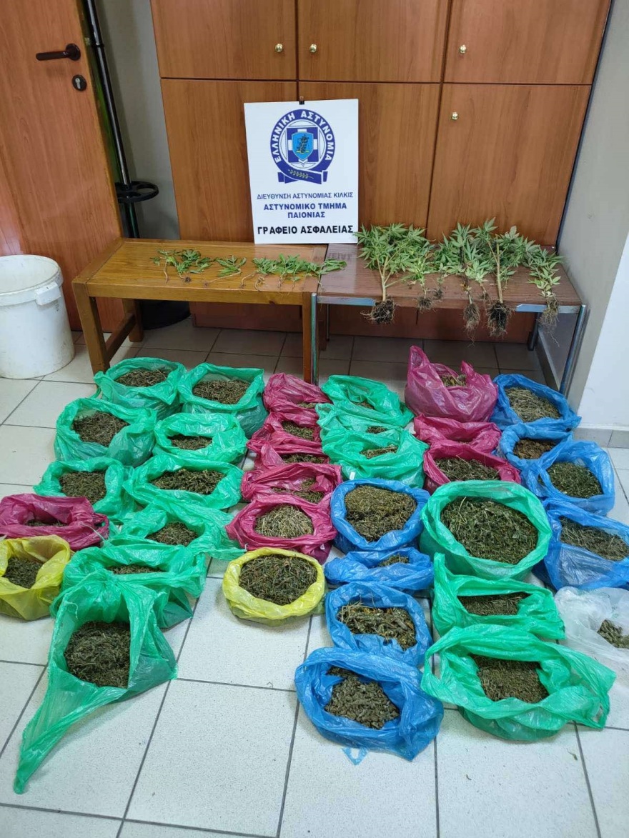 Χαλκιδική: Ο «Ακύλας» βρήκε χασισοφυτεία και εξήμισι κιλά κάνναβης