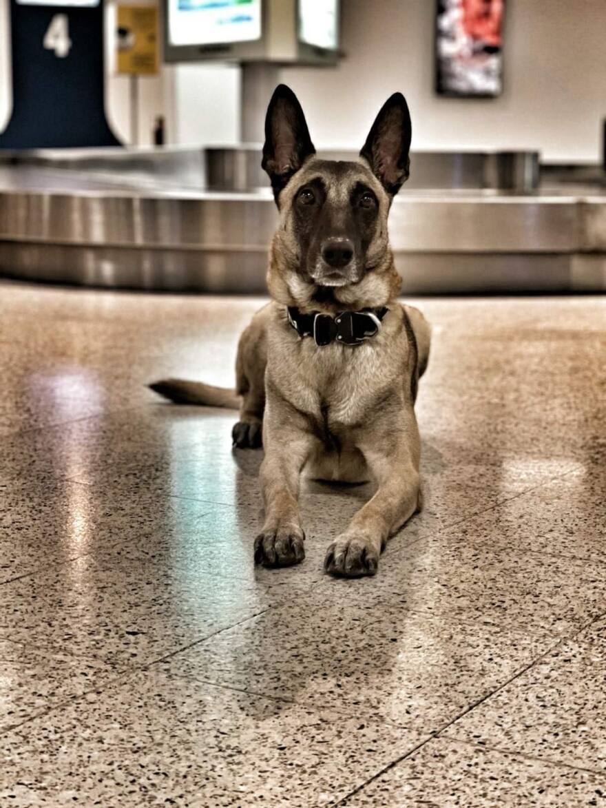 ΑΑΔΕ: Σκύλοι ανιχνευτές σταμάτησαν παράνομες μεταφορές 170.000€