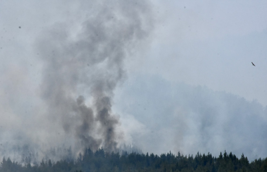 Χαρδαλιάς: Από καύση υλικών σε ελαιώνα ξεκίνησε η φωτιά στον Σχίνο
