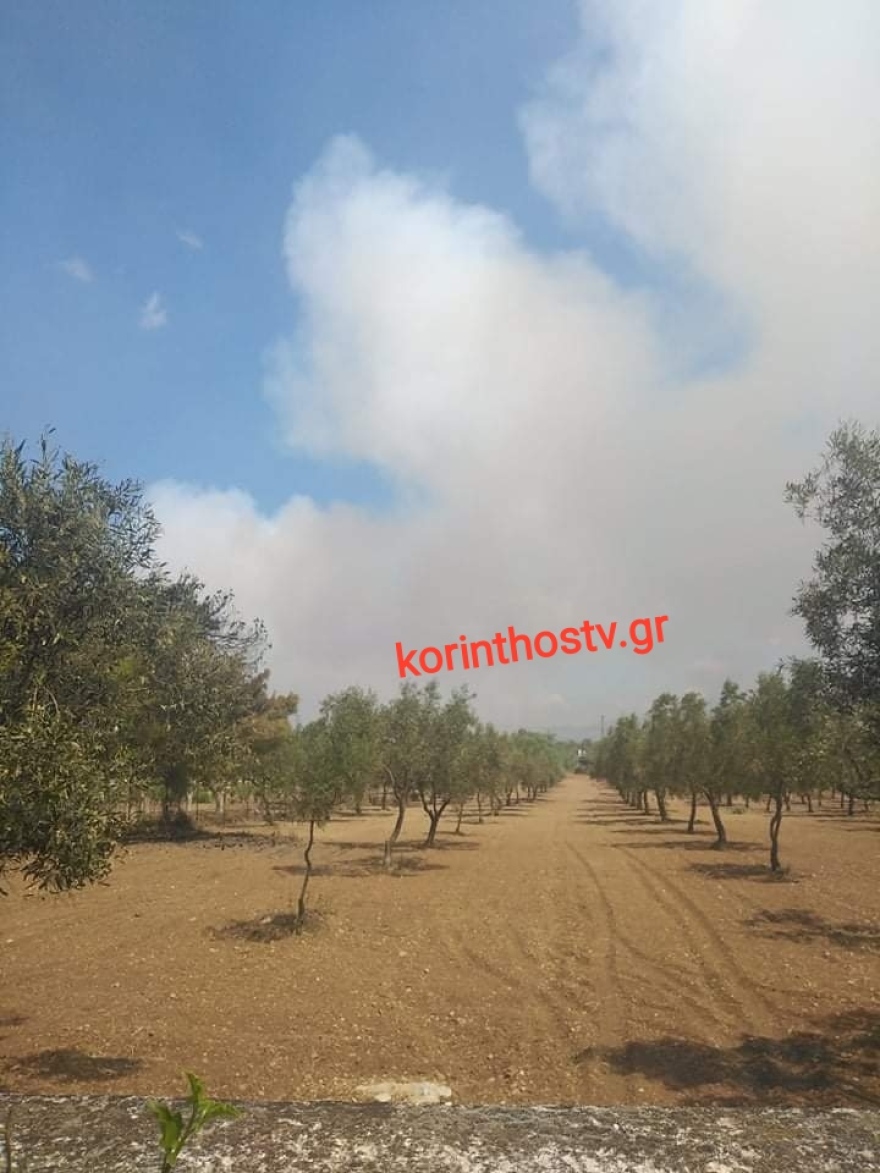 Μέγαρα: Κάηκε ολοσχερώς οινοποιείο 