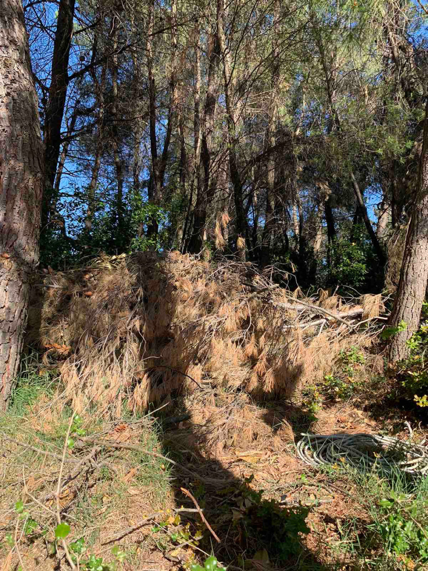 Αυτοψία του protothema.gr στον Διόνυσο: Κλαδιά και κομμένα δέντρα δημιουργούν κίνδυνο πυρκαγιάς