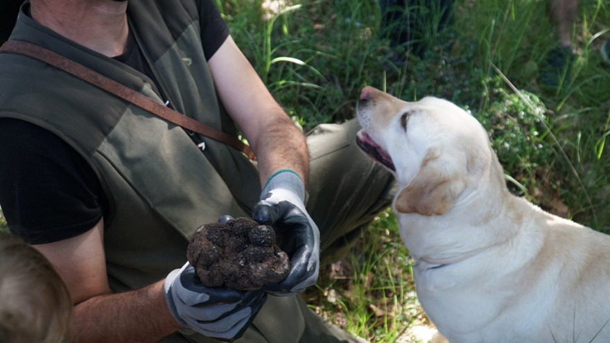 Μουσείο Φυσικής Ιστορίας Μετεώρων: Διοργανώνει εξορμήσεις για κυνήγι τρούφας