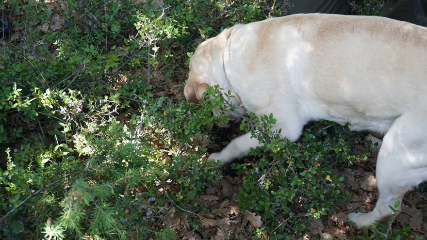 Μουσείο Φυσικής Ιστορίας Μετεώρων: Διοργανώνει εξορμήσεις για κυνήγι τρούφας
