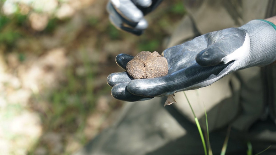 Μουσείο Φυσικής Ιστορίας Μετεώρων: Διοργανώνει εξορμήσεις για κυνήγι τρούφας