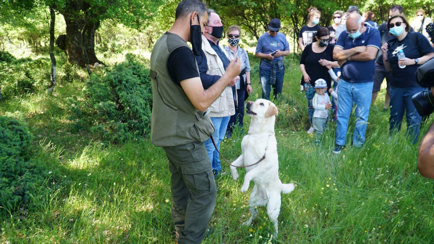 Μουσείο Φυσικής Ιστορίας Μετεώρων: Διοργανώνει εξορμήσεις για κυνήγι τρούφας