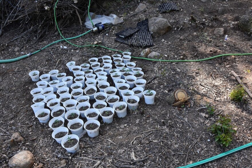 Κιλκίς: Δεύτερη φυτεία με 1.175 χασισόδεντρα