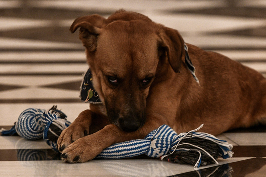 Peanut: Ο νέος σούπερ σταρ του Μαξίμου - Δείτε φωτογραφίες