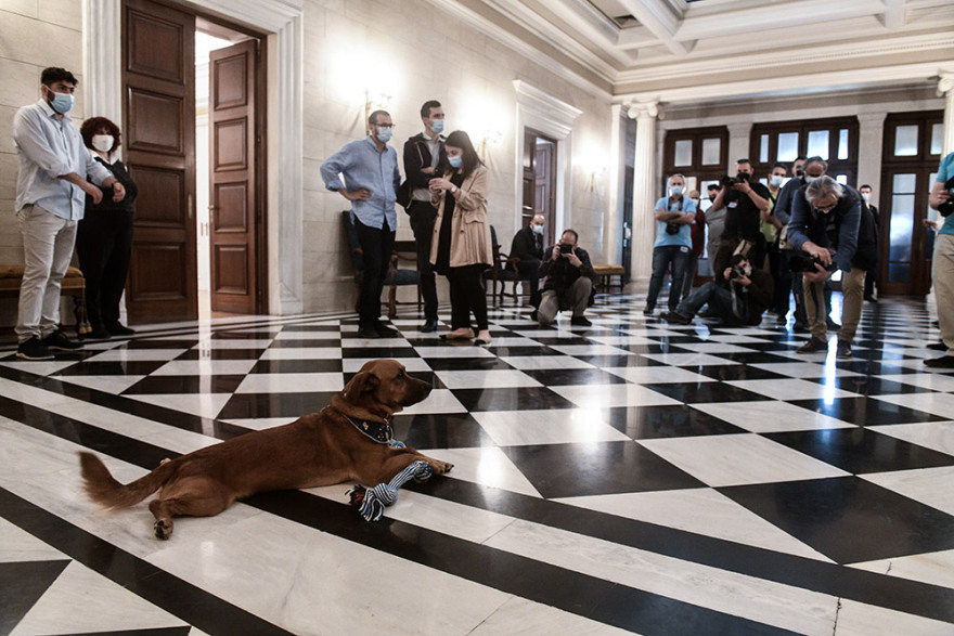 Peanut: Ο νέος σούπερ σταρ του Μαξίμου - Δείτε φωτογραφίες