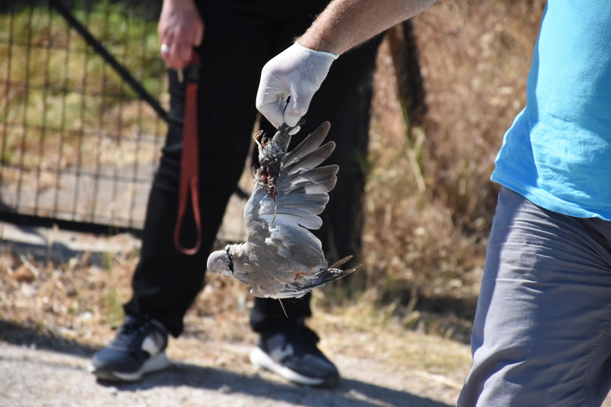 Νέα κτηνωδία στο Άργος - Τέσσερα νεκρά σκυλιά από φόλες 