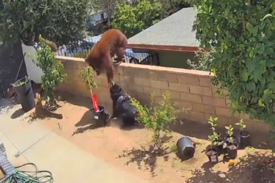 Νεαρή Καλιφορνέζα «τα έβαλε» με... αρκούδα για να προστατέψει τα σκυλιά της - Δείτε βίντεο