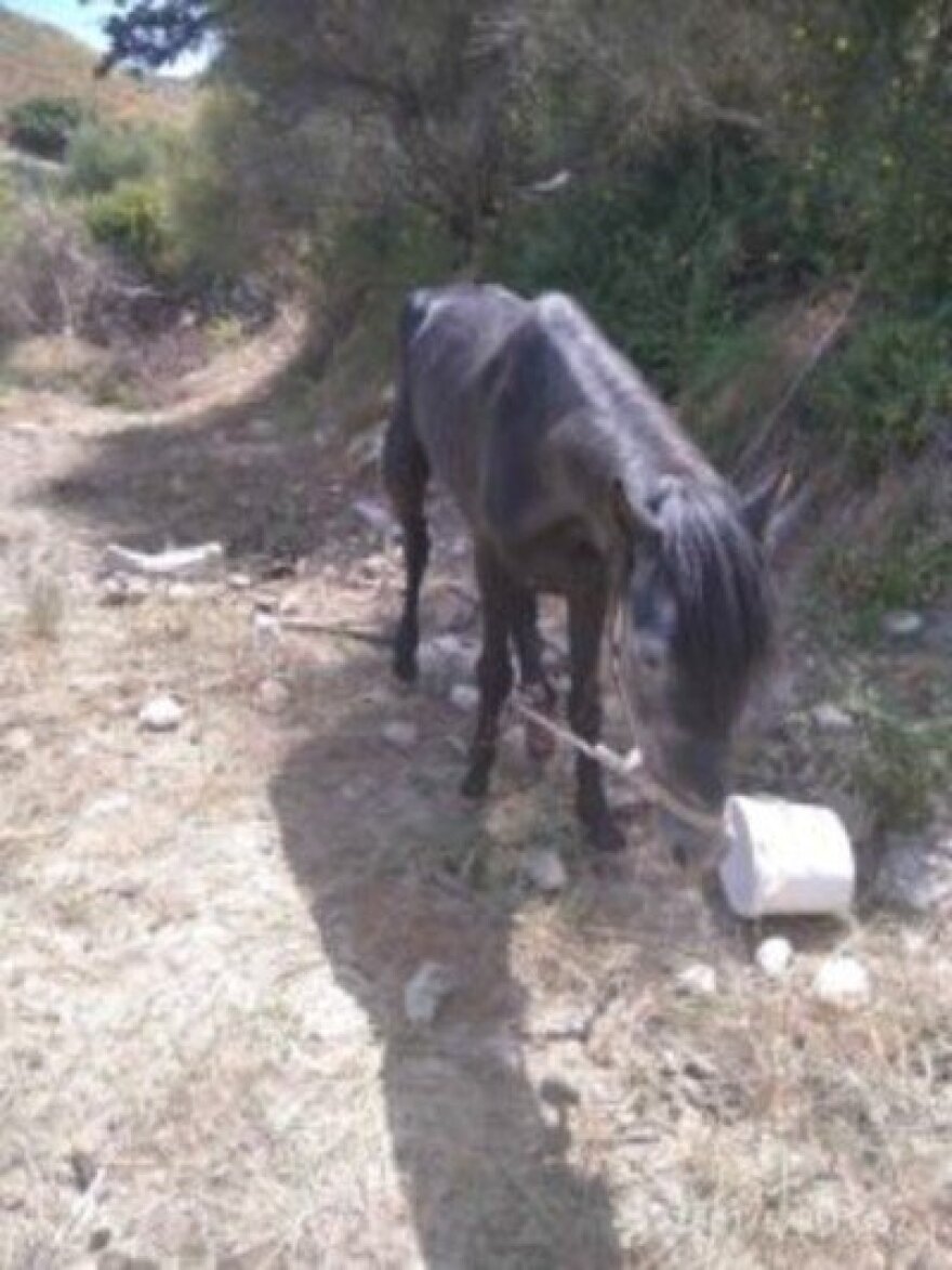 Ηράκλειο: Αυτόφωρο και 30.000 ευρώ πρόστιμο για κακοποίηση αλόγου