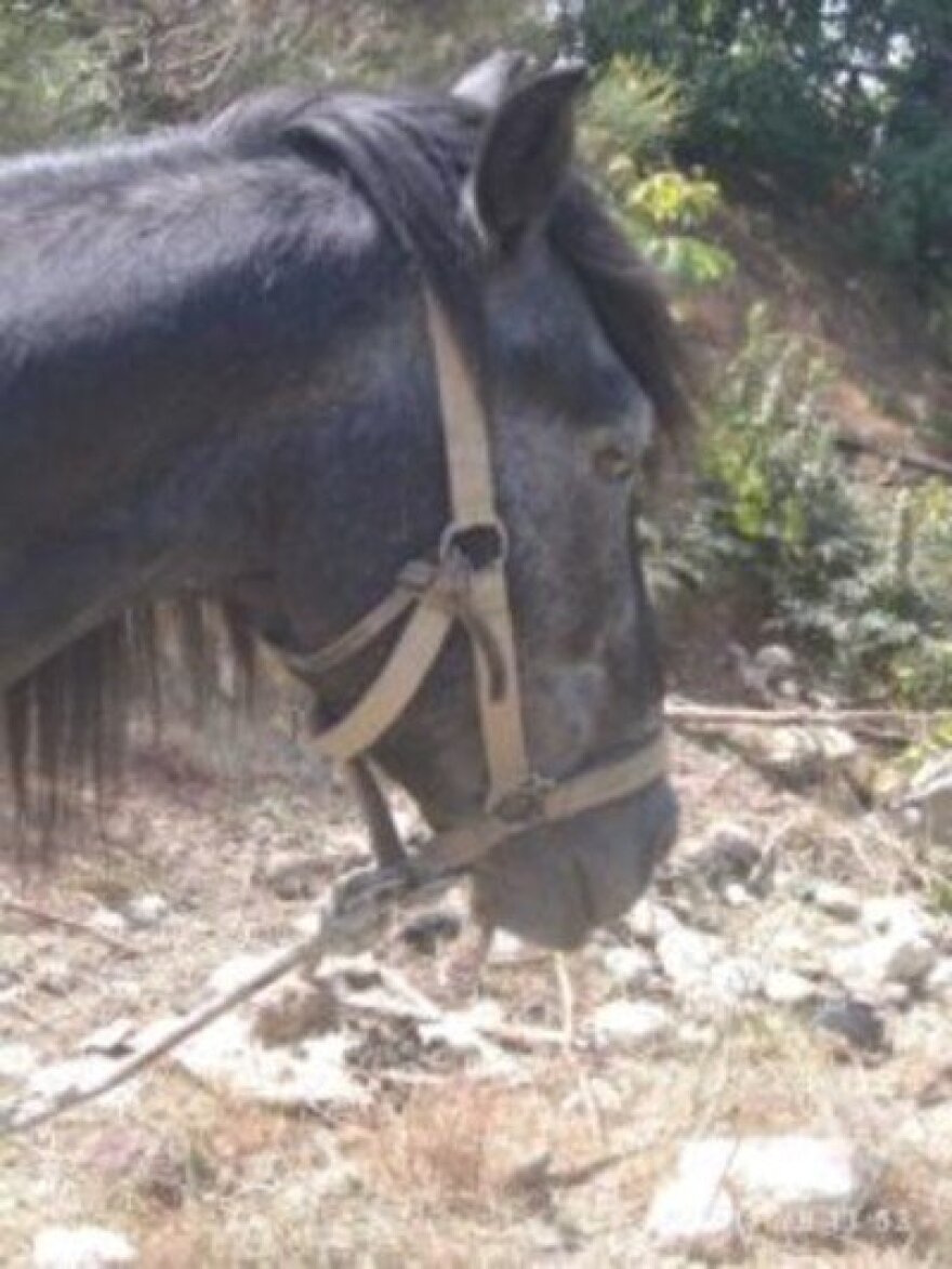 Ηράκλειο: Αυτόφωρο και 30.000 ευρώ πρόστιμο για κακοποίηση αλόγου