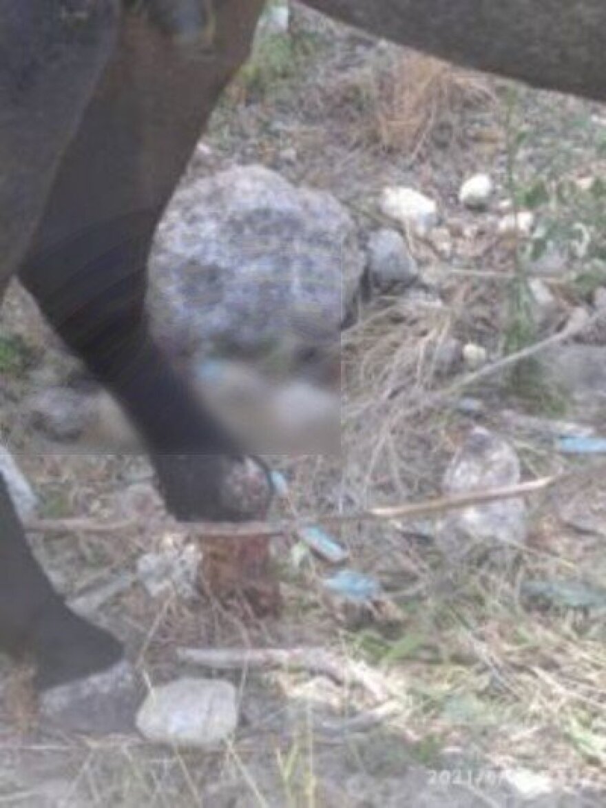 Ηράκλειο: Αυτόφωρο και 30.000 ευρώ πρόστιμο για κακοποίηση αλόγου