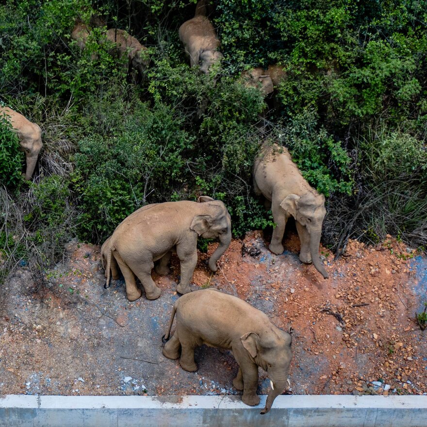 Κίνα: Το μακρύ ταξίδι των 15 ασιατικών ελεφάντων συνεχίζεται - Γιατί έφυγαν από τη «γειτονιά» τους