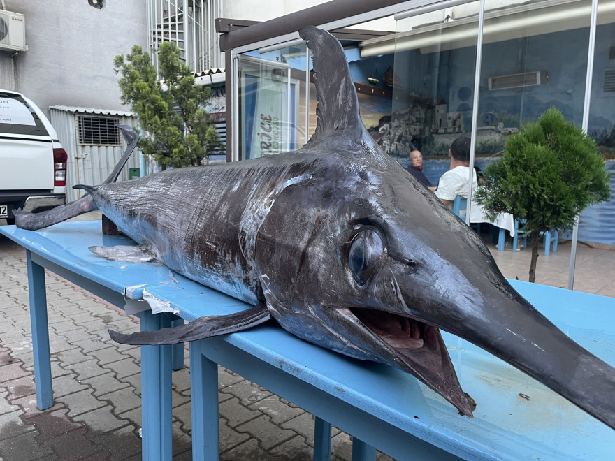 Τουρκία: Έπιασαν ξιφία 90 κιλών και τριών μέτρων στις ακτές του Τσανάκκαλε