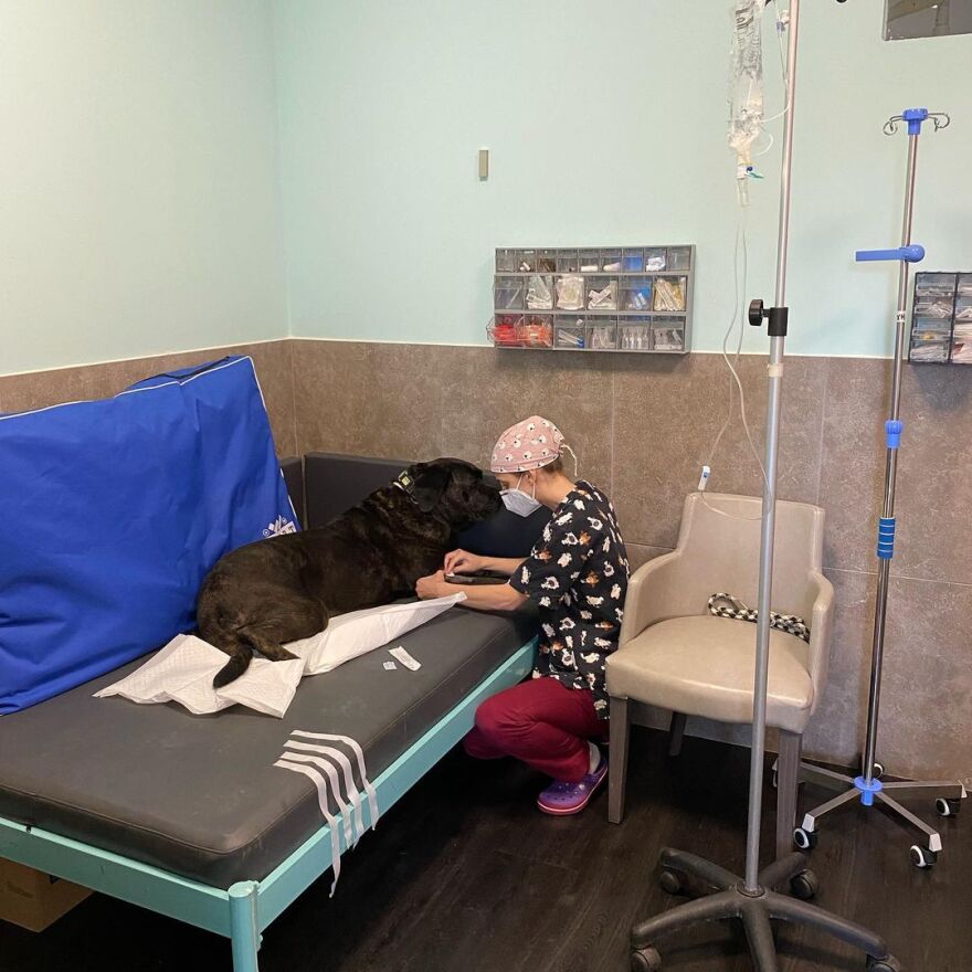 Η Δέσποινα Καμπούρη κάνει χημειοθεραπεία στο σκύλο της - Φωτογραφία