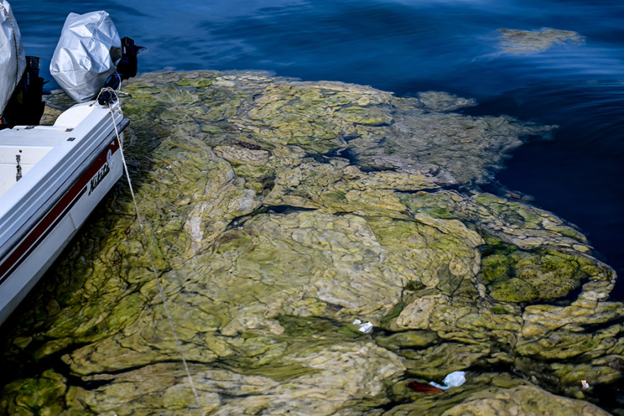 Πρέβεζα: «Πράσινη παλίρροια» από φύκια κατέκλυσε το λιμάνι - Δείτε φωτογραφίες