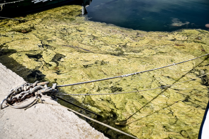 Πρέβεζα: «Πράσινη παλίρροια» από φύκια κατέκλυσε το λιμάνι - Δείτε φωτογραφίες