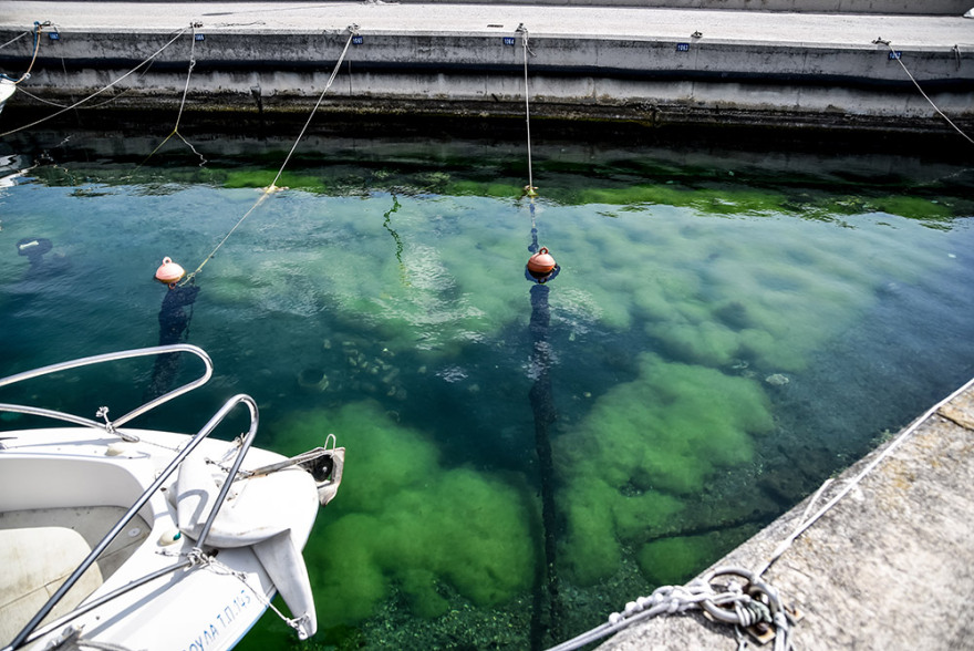 Πρέβεζα: «Πράσινη παλίρροια» από φύκια κατέκλυσε το λιμάνι - Δείτε φωτογραφίες