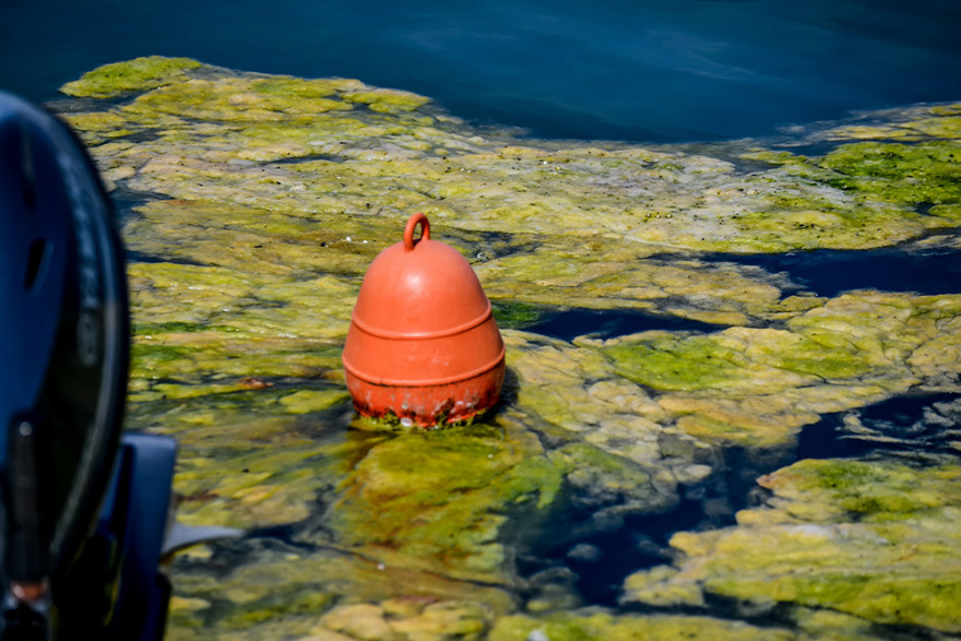 Πρέβεζα: «Πράσινη παλίρροια» από φύκια κατέκλυσε το λιμάνι - Δείτε φωτογραφίες