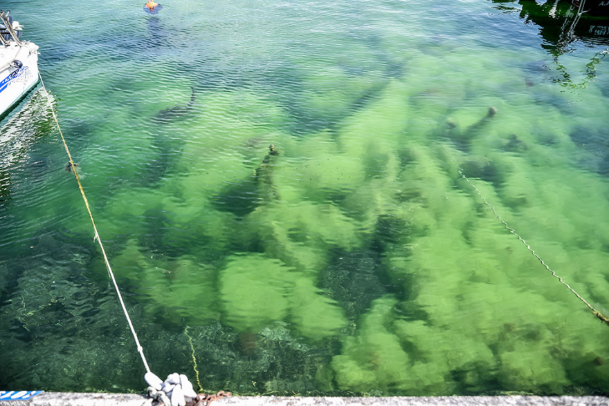 Πρέβεζα: «Πράσινη παλίρροια» από φύκια κατέκλυσε το λιμάνι - Δείτε φωτογραφίες