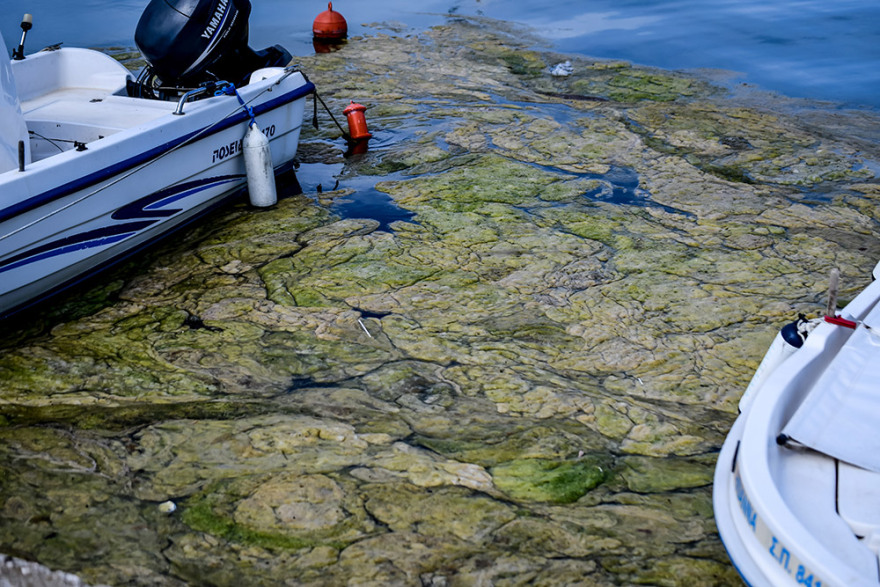 Πρέβεζα: «Πράσινη παλίρροια» από φύκια κατέκλυσε το λιμάνι - Δείτε φωτογραφίες