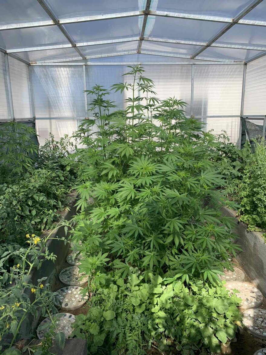 Ο «As» βρήκε θερμοκήπιο με 128 χασισόδεντρα στην Ξάνθη