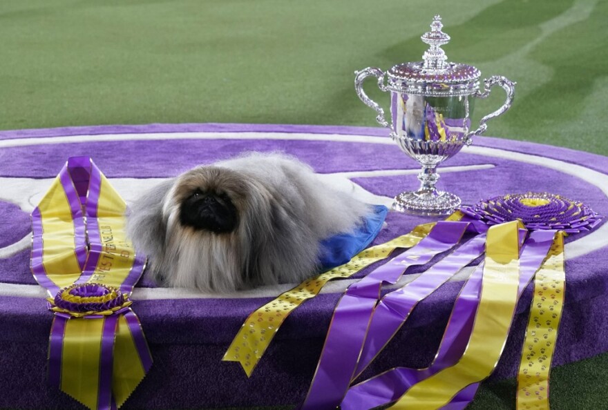 Westminster Kennel Club: Ο Γουασάμπι το πεκινουά θριάμβευσε στον διαγωνισμό σκύλων - Δείτε βίντεο