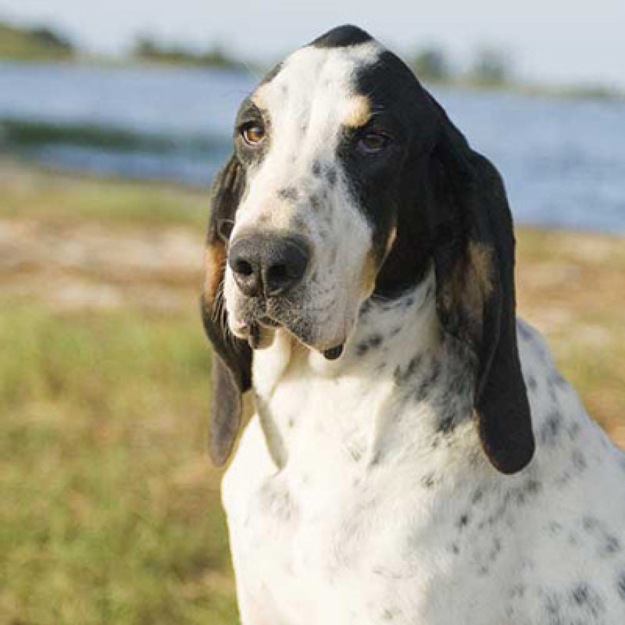 Πυροβόλησε δάσκαλο και τον άφησε ανάπηρο για έναν σκύλο σπάνιας ράτσας