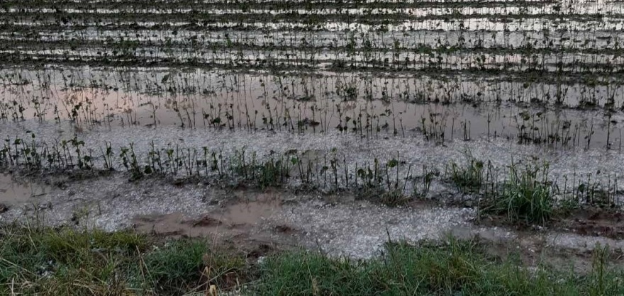 Μπουρίνι και χαλαζόπτωση στα Τρίκαλα - Καταστροφές σε καλλιέργειες στην Καρδίτσα