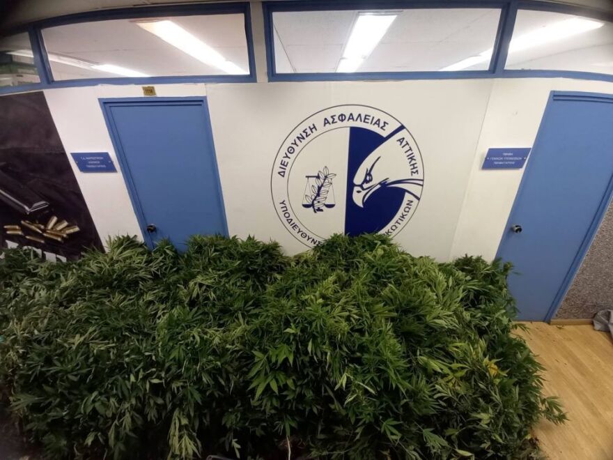 Εξαρθρώθηκε σπείρα που καλλιεργούσε 1.600 δενδρύλλια κάνναβης στον Κάλαμο Αττικής