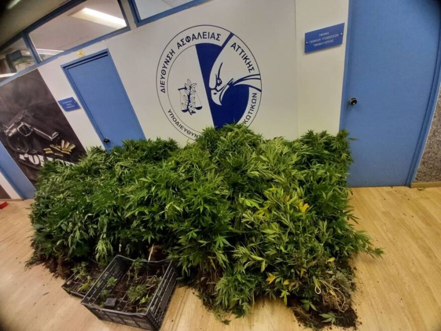 Εξαρθρώθηκε σπείρα που καλλιεργούσε 1.600 δενδρύλλια κάνναβης στον Κάλαμο Αττικής