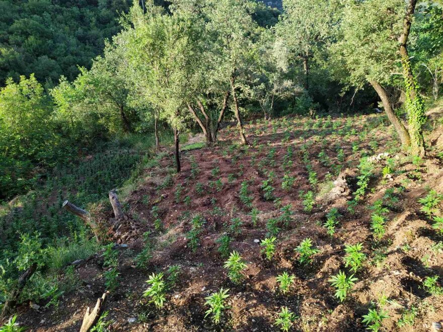 Ανδρίτσαινα: Εντοπίστηκε φυτεία κάνναβης με 4.325 δενδρύλλια και δύο παρατηρητήρια!
