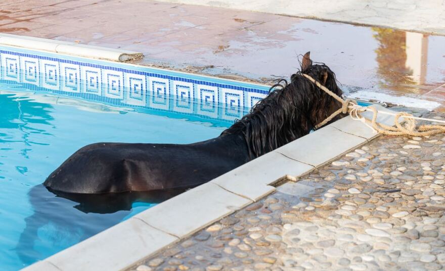 Κεφαλονιά: Επιχείρηση για τη διάσωση αλόγου που βούτηξε σε πισίνα!