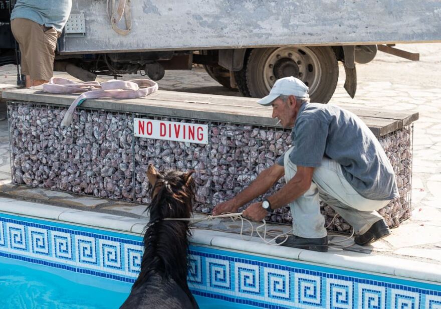 Κεφαλονιά: Επιχείρηση για τη διάσωση αλόγου που βούτηξε σε πισίνα!