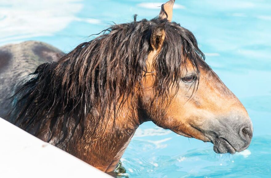 Κεφαλονιά: Επιχείρηση για τη διάσωση αλόγου που βούτηξε σε πισίνα!