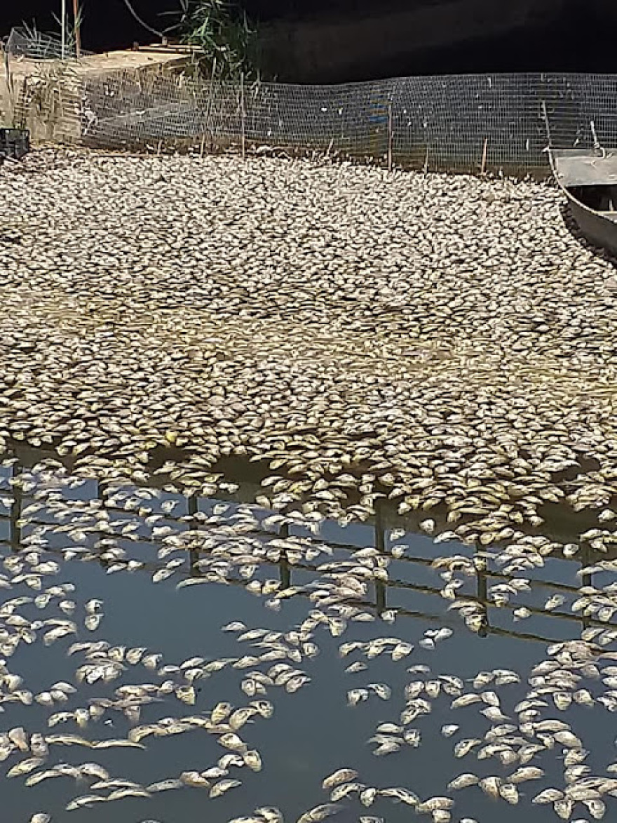 Άγιος Νικόλαος Βόνιτσας: Χιλιάδες νεκρά ψάρια στη διώρυγα Κλεοπάτρας