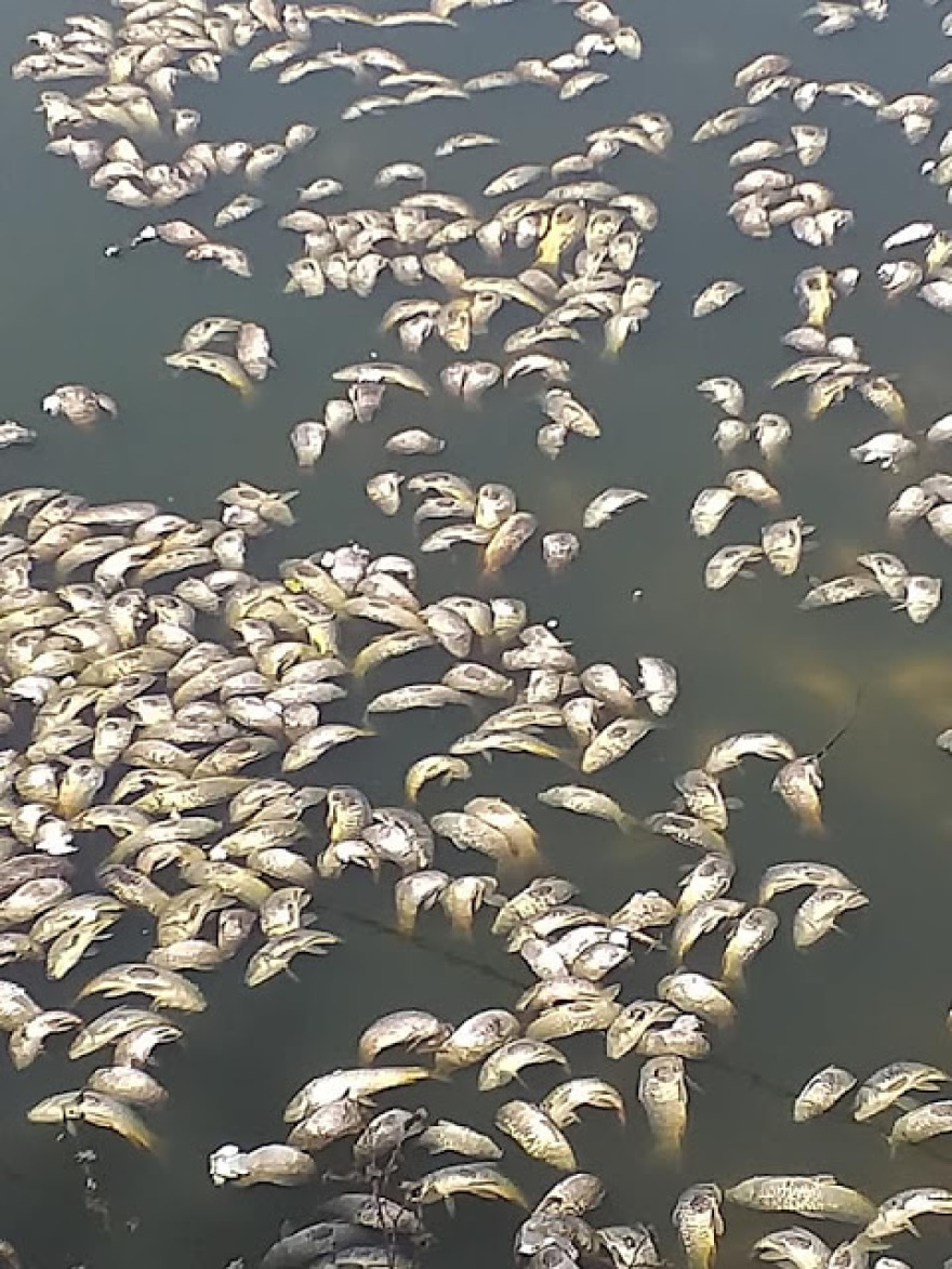 Άγιος Νικόλαος Βόνιτσας: Χιλιάδες νεκρά ψάρια στη διώρυγα Κλεοπάτρας