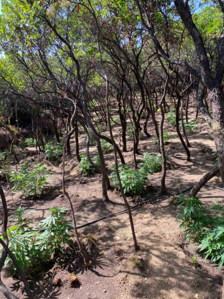 Eπιχείρηση της Δίωξης με ΕΚΑΜ και drones: Εντοπίστηκε μεγάλη χασισοφυτεία στην ορεινή Ναυπακτία