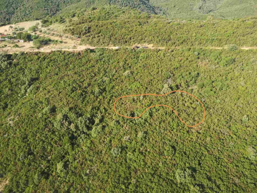 Eπιχείρηση της Δίωξης με ΕΚΑΜ και drones: Εντοπίστηκε μεγάλη χασισοφυτεία στην ορεινή Ναυπακτία