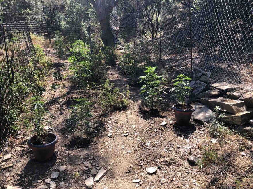 Ηράκλειο: Καλάσνικοφ και χασισοφυτεία σε εγκαταλελειμμένο κτήριο