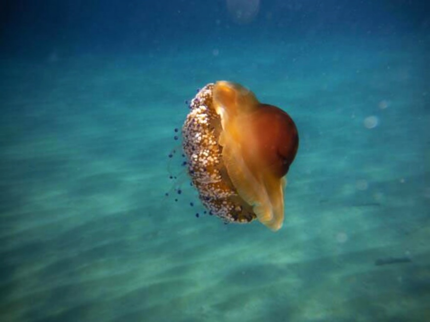 «Πληθυσμιακό Bloom»: Τοξικές μέδουσες εμφανίστηκαν στη Χαλκιδική 